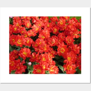 Red Tulips Posters and Art